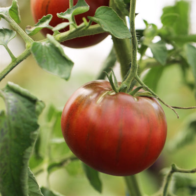 plant-potager-bio-tomate-noire-de-crimee