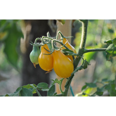 plant-potager-bio-tomate-cerise-jaune-poire