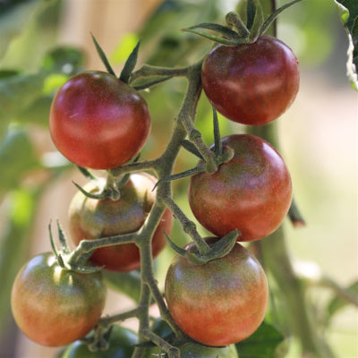 plant-potager-bio-tomate-cerise-noire