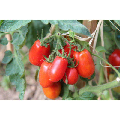 plant-potager-bio-tomate-roma