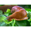 Filet Anti-limaces Et Escargots En Cuivre – 6 Mètres, Protection Naturelle Pour Jardin, Potager Et Plantes - 14