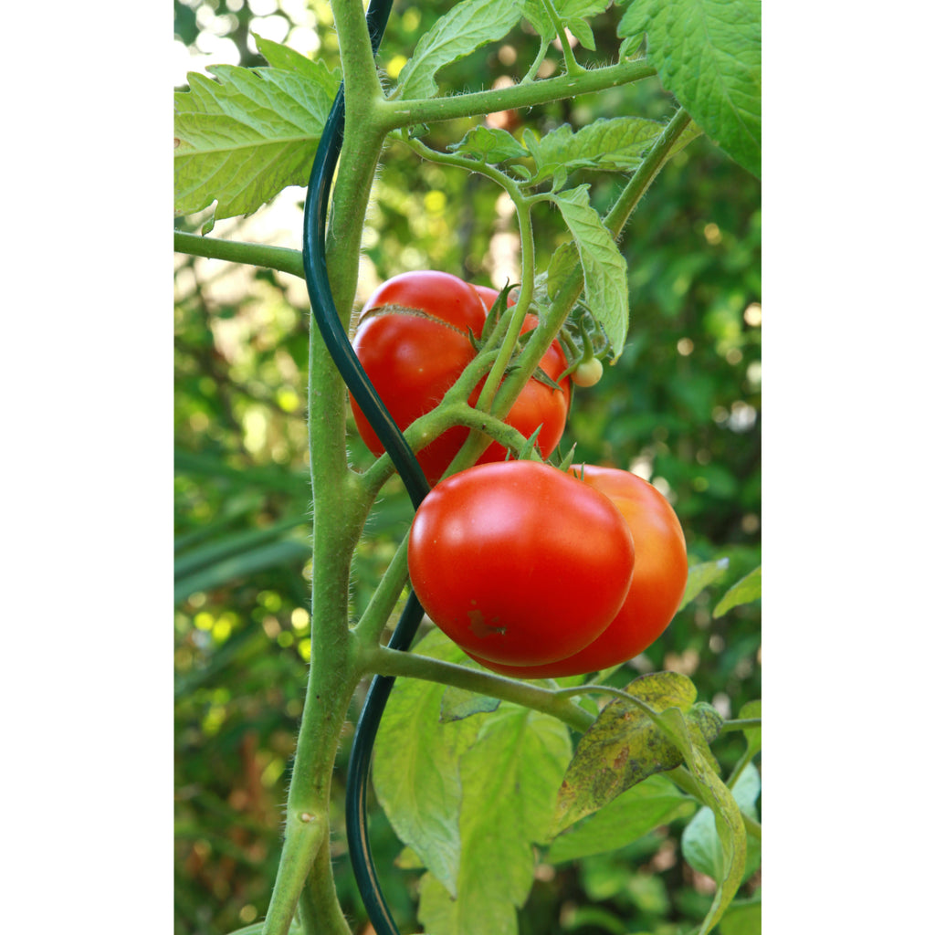 Lot de 50 clips biodégradable pour tomates