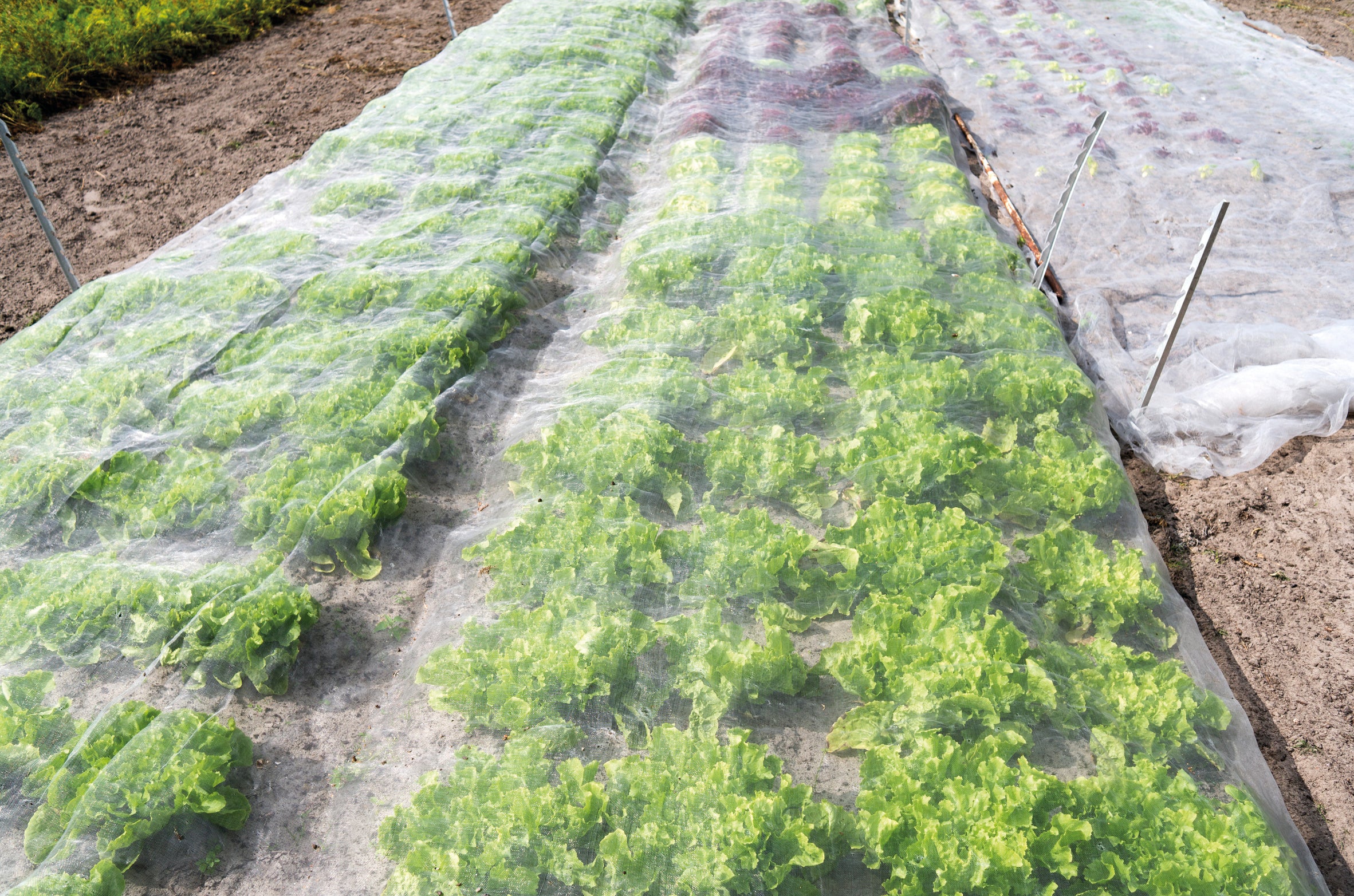Jardin Filet Anti Insecte Potager: 3 x 10 m Maille Fine Protection pour  Poireaux Arbre Fruitier Jardinage Voile de Plantes Blanche