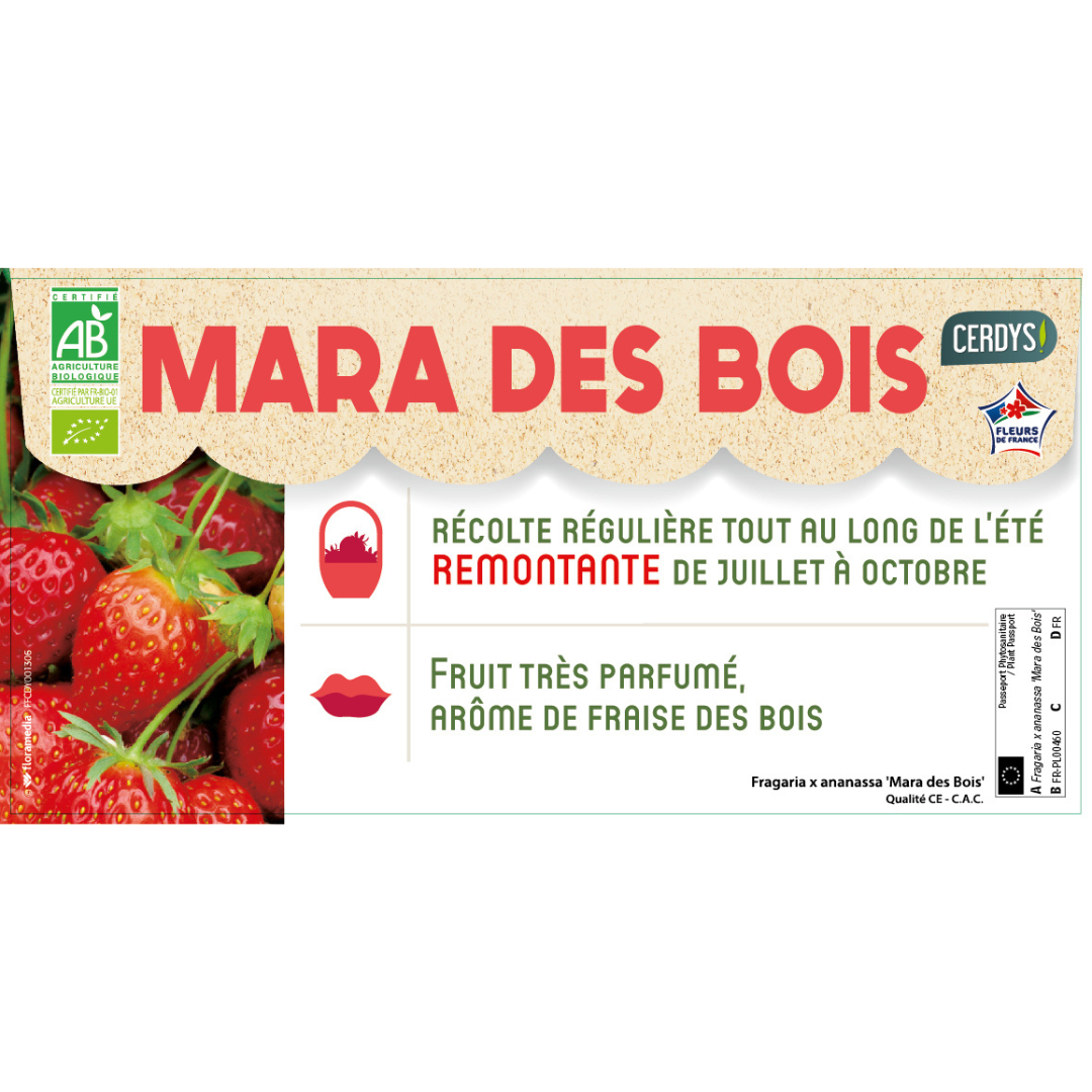 Plant Bio Fraisier Mara Des Bois MonJardinBio Plant Bio Fraisier Mara Des Bois MonJardinBio