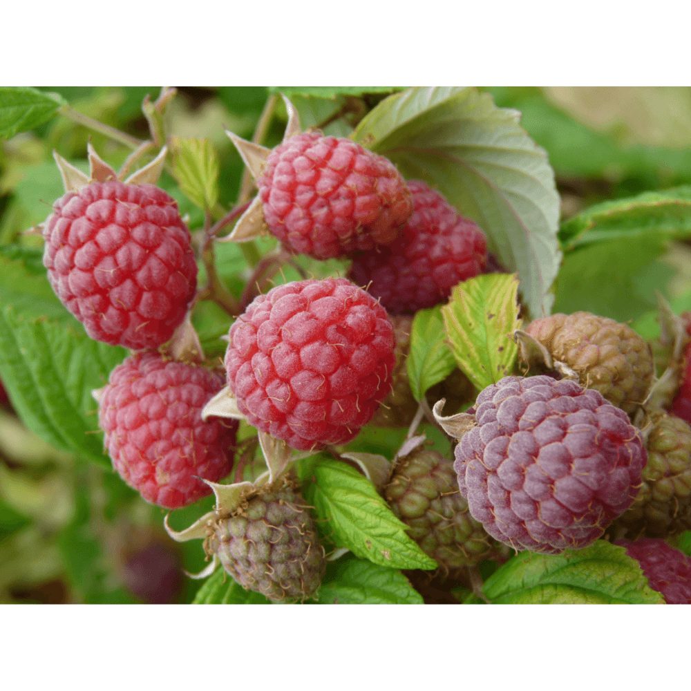 Framboisier Willamette - 2 Plants, Variété Précoce, Baies Rouge Foncé, Idéal Pour La Congélation Et Consommation Fraîche