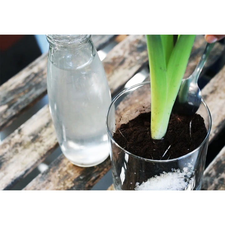 Gel rétenteur d'eau 40 g. - Plantes d'intérieur, boutures & fleurs coupées