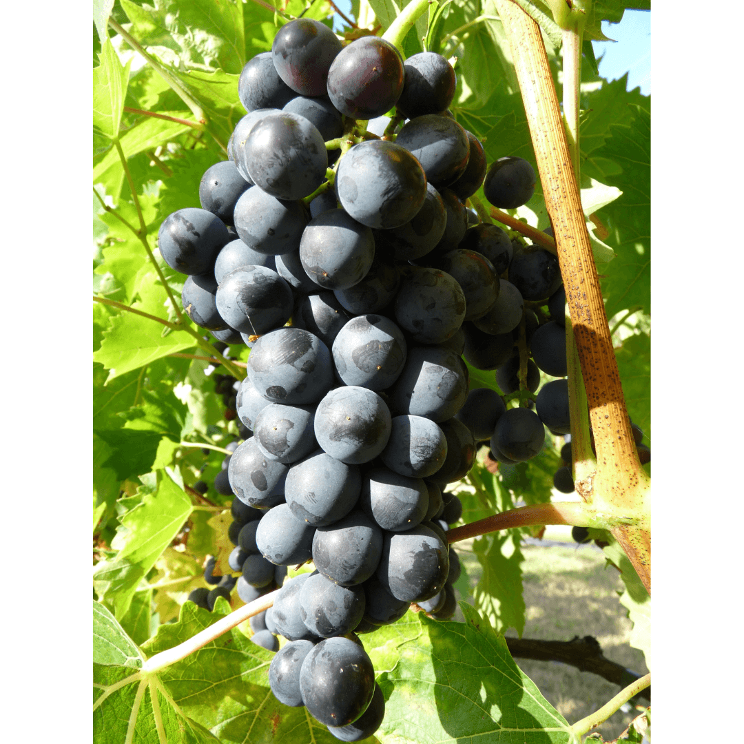 Plant De Raisin Muscat Bleu 2L - Variété Dessert, Croissance Vigoureuse, Résistant Au Gel